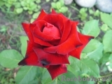 Lovely Red Lovely Red