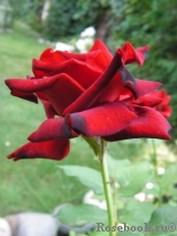 Lovely Red Lovely Red