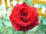 Lovely Red Lovely Red