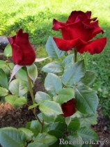 Lovely Red Lovely Red