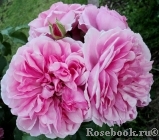 Uetersens Rosenprinzessin ® Uetersens Rosenprinzessin ®