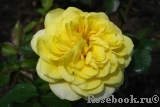 Tete d'Or Tete d'Or