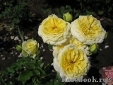 Tete d'Or Tete d'Or