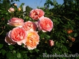 Abraham Darby Abraham Darby