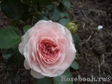 Mariatheresia Mariatheresia