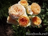 Crown Princess Margareta® Crown Princess Margareta®