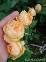 Crown Princess Margareta® Crown Princess Margareta®