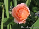 Abraham Darby Abraham Darby