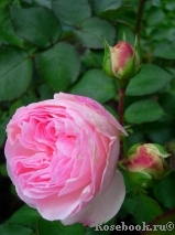Mariatheresia Mariatheresia