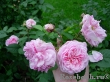 Domaine de Courson ® Domaine de Courson ®