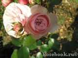 Mariatheresia Mariatheresia