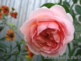 Abraham Darby Abraham Darby