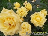 Friesia Friesia