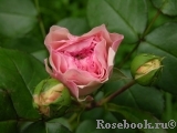 Mariatheresia Mariatheresia