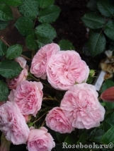 Mariatheresia Mariatheresia
