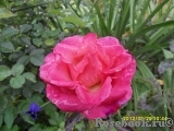 Crepe de Chine Crepe de Chine