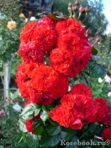Rose von Oldenburg Rose von Oldenburg