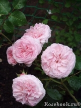 Mariatheresia Mariatheresia