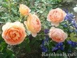 Lady of Shalott 