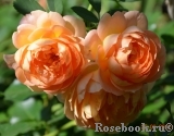 Lady of Shalott Lady of Shalott