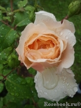 Crocus Rose® Crocus Rose®