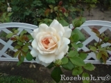 Crocus Rose® Crocus Rose®