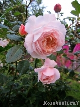 Crocus Rose® Crocus Rose®