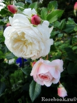 Crocus Rose® Crocus Rose®