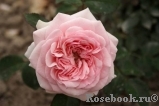 Mariatheresia Mariatheresia