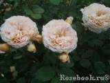 Crown Princess Margareta® Crown Princess Margareta®