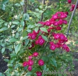 Alberich Cl. Alberich Cl.