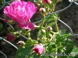 Perennial Blue Perennial Blue