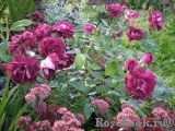 Burgundy Ice Burgundy Ice