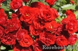 Scarlet Meillandecor Scarlet Meillandecor