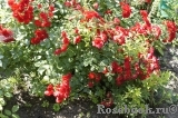 Scarlet Meillandecor Scarlet Meillandecor