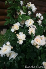 Uetersener Klosterrose Uetersener Klosterrose