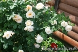 Uetersener Klosterrose Uetersener Klosterrose