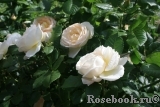 Uetersener Klosterrose Uetersener Klosterrose