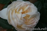 Uetersener Klosterrose Uetersener Klosterrose