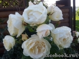 Uetersener Klosterrose Uetersener Klosterrose