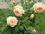 Crown Princess Margareta® Crown Princess Margareta®