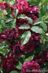 Burgundy Ice Burgundy Ice