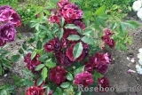 Burgundy Ice Burgundy Ice