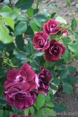 Burgundy Ice Burgundy Ice