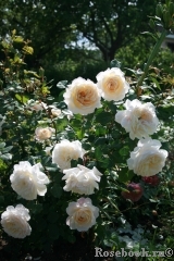 Crocus Rose® Crocus Rose®