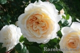 Crocus Rose® Crocus Rose®