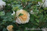 Crocus Rose® Crocus Rose®