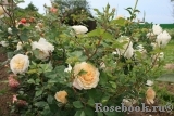 Crocus Rose® Crocus Rose®