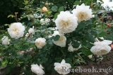 Crocus Rose® Crocus Rose®