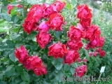 Black Forest Rose ® Black Forest Rose ®